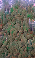 Pot Forest
