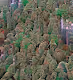 Pot Forest