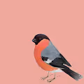 live bullfinch