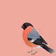 live bullfinch