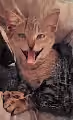 catty cat bichou