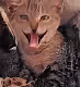 catty cat bichou