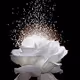 Selena Quintanilla Tribute