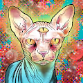 Guru Kitty