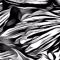 Cimarrons Collection