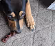 Leia The Doge - The Video Collection