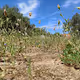 Nature_Creations