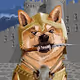 Shiba big Army