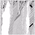 cellular automata 98