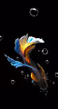 Painting fish collection