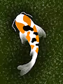 KOI HOCKEY