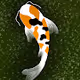 KOI HOCKEY