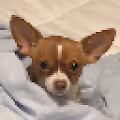 Vida Dog Pixel Collection