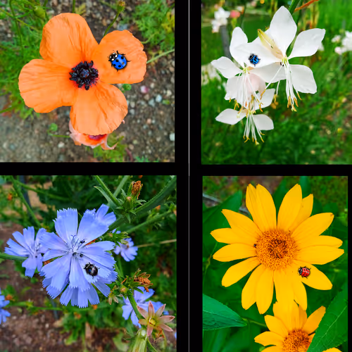 Ladybugs into the wild