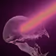 Animskulls