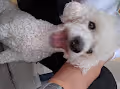 Happy doggys