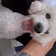 Happy doggys