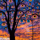 Black Eye Trees