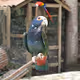 Animal Fashion