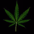 420 Lover