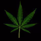 420 Lover