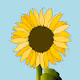 Sunflower 2