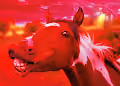 Amazing Horses