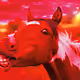 Amazing Horses