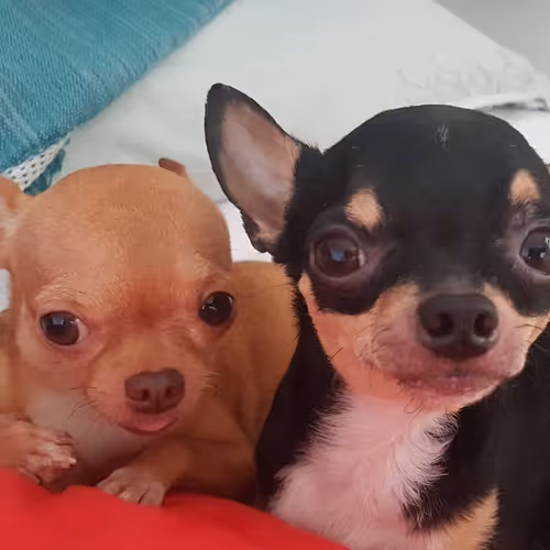 ChiBrothers