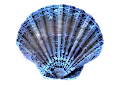 Shells of the World