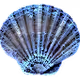 Shells of the World