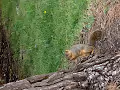 Squirrel Series #1