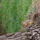 Squirrel Series #1