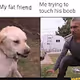Dog Meme Collection