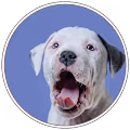 The NFT Dog Pound Photos