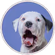 The NFT Dog Pound Photos