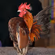 Chicken Utility