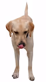 The Lazy DogeCoin