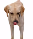 The Lazy DogeCoin