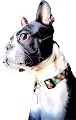 BT Doge REAL