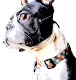 BT Doge REAL