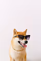 Love Shiba