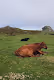 Tris on dartmoor (england, haytor)