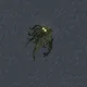 Crypto Krills spawn