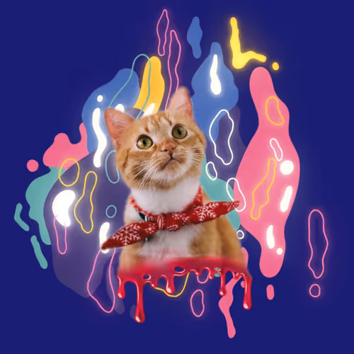 Fancy Cat Night Club