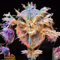 Deep Space Aliens
