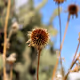 Just Flowers & Nature