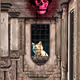 Downcrown_