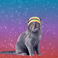 Rasta Cat