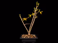 The CannaMan's Trees